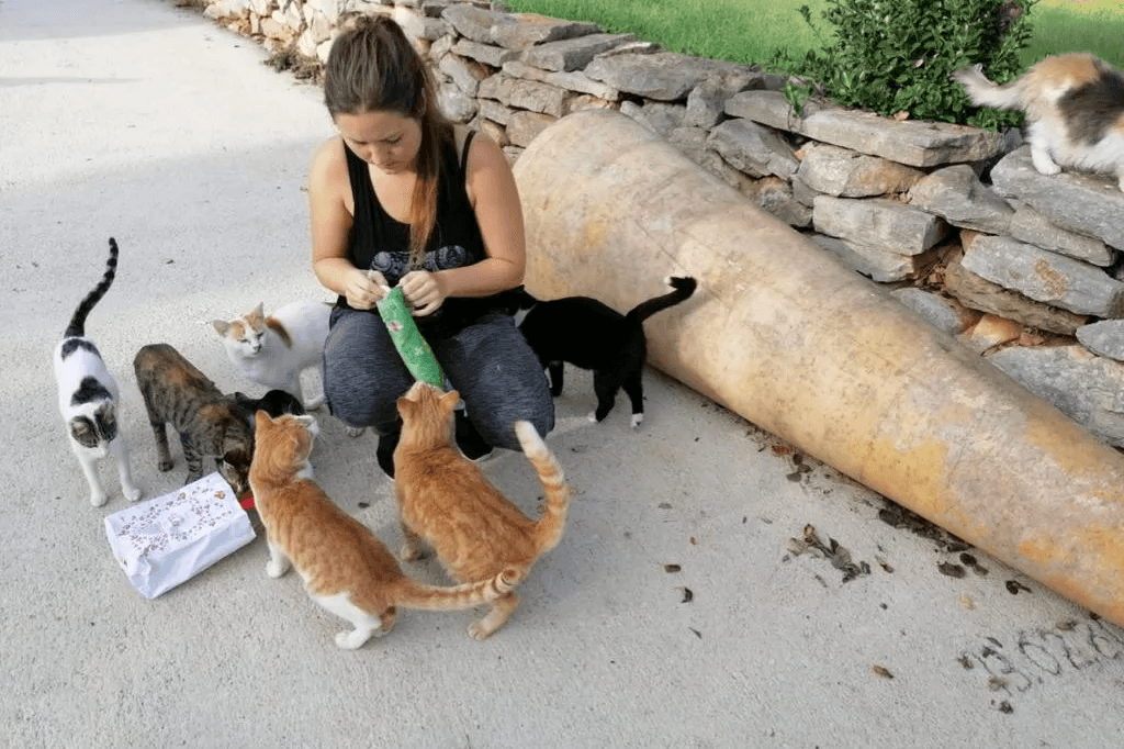 SOS Gato