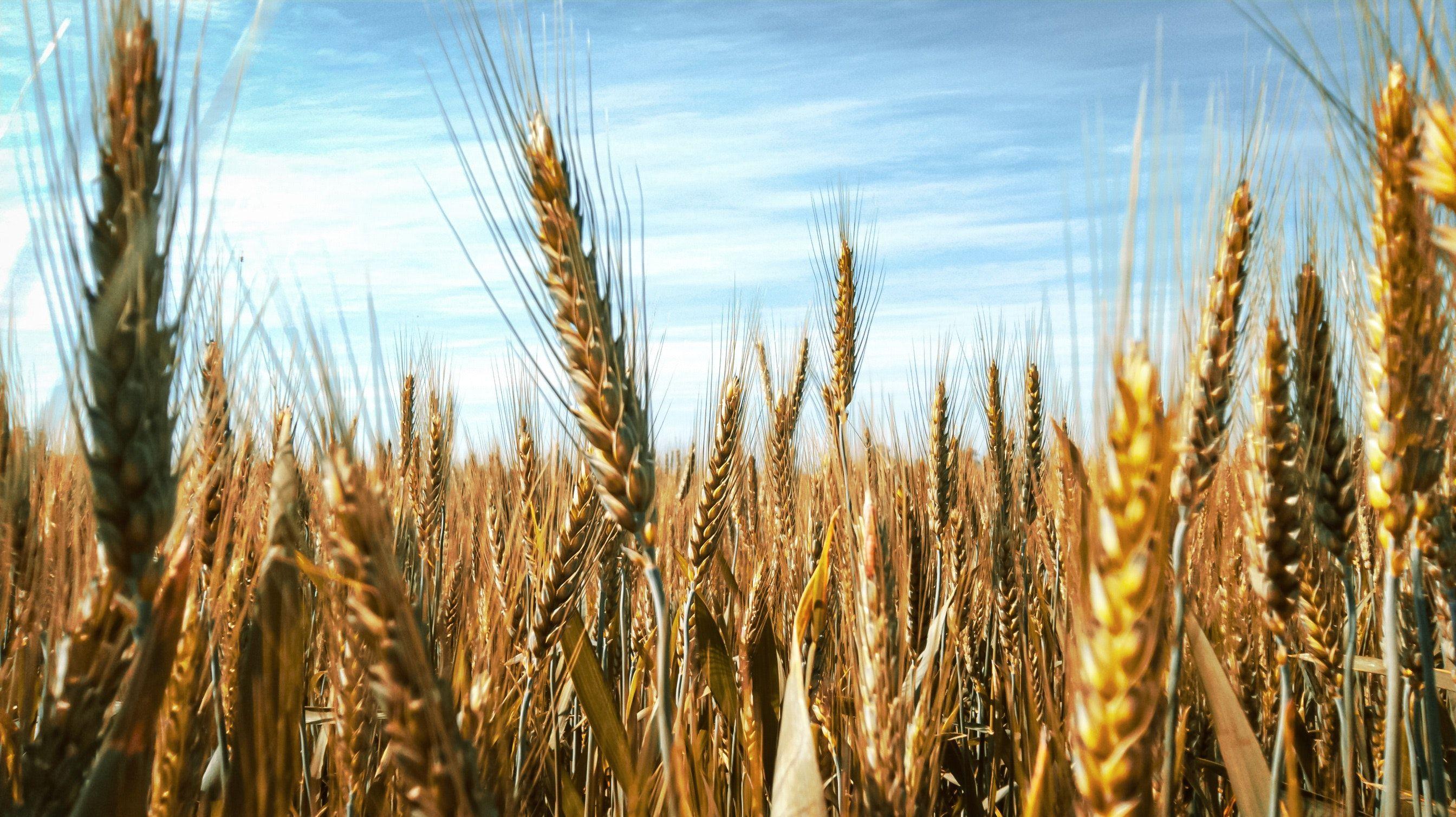 wheat field a sunny day