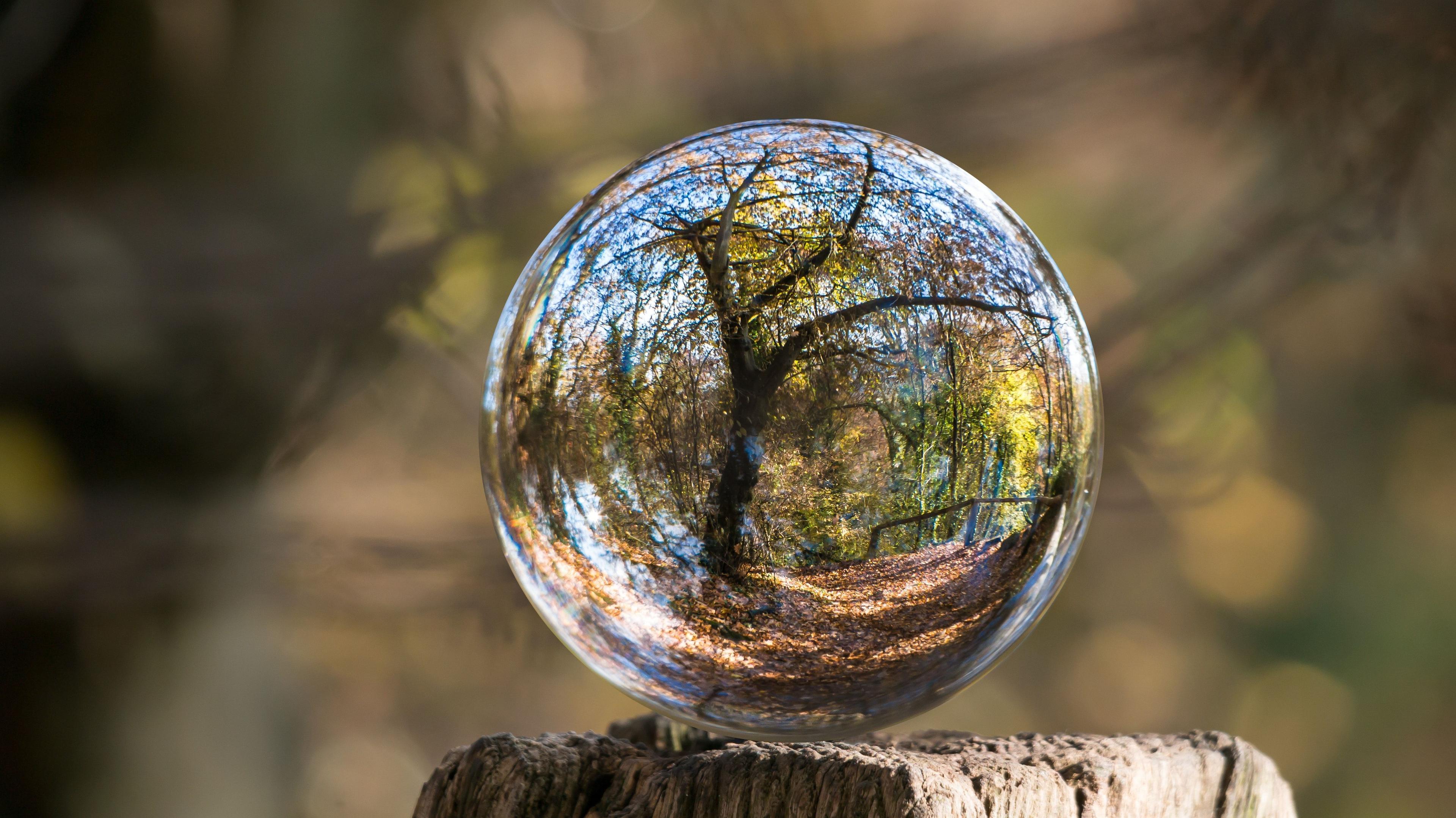 tree reflexion in a glass ball
